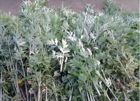 華展貓先生，端午節(jié)，垃圾分類